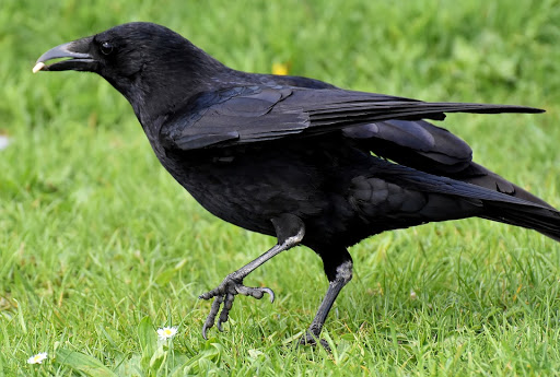 Tiếng chim quạ đen dành cho ai cần nè w9bf.mp3
