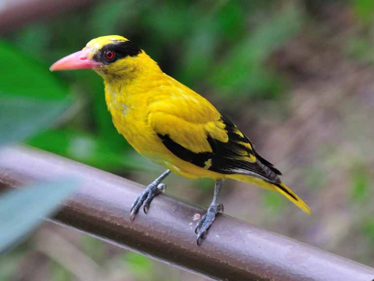 Bellbird - Loài chim có tiếng kêu lớn nhất thế giới | Nhìn ra thế giới |  Báo ảnh Dân tộc và Miền núi