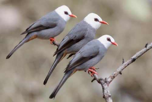 Tiếng chim héc xoan dùng để bẫy rất hiệu quả nè anh em IpFC.mp3