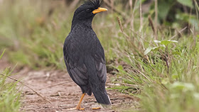 Tiếng chim sáo đen dùng để dụ chim rừng về pndg.mp3