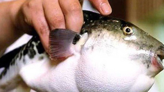 วงศ์ปลาปักเปป้าฟันสี่ซี่ ตัวไหนมีพิษ? คุณสามารถกินพวกเขา?