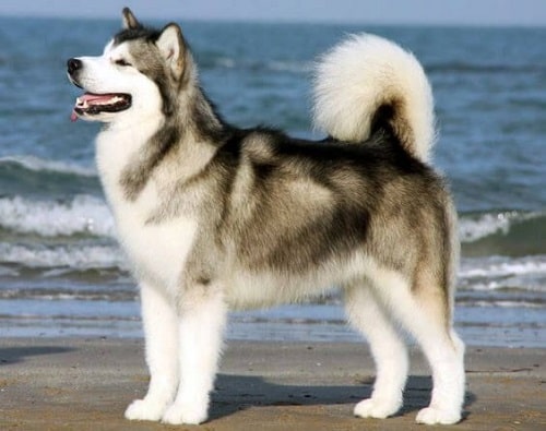 アラスカの犬種