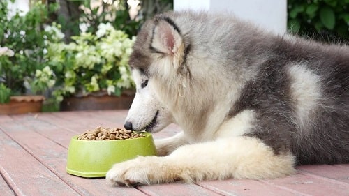アラスカの犬は何を食べますか？