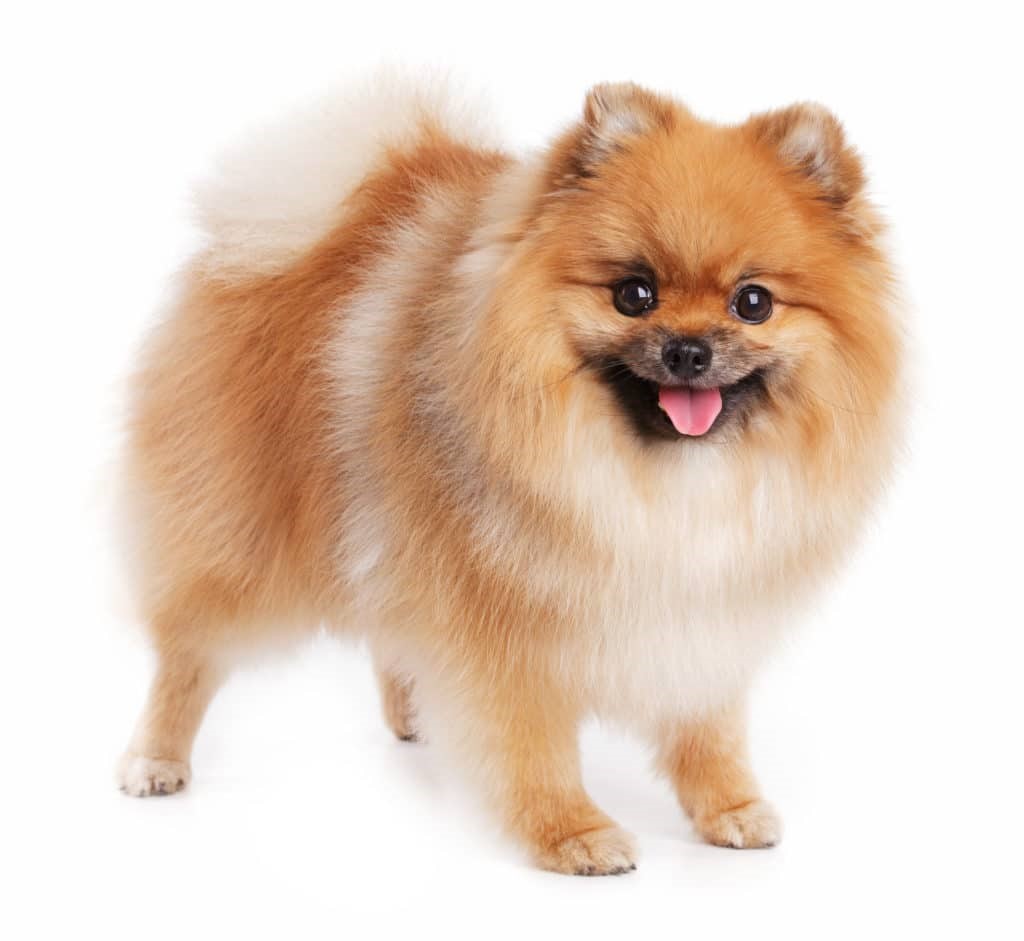สุนัข สุนัขปอมเมอเรเนียน ราคาเท่าไหร่? ดูแลอย่างไร? ซื้อที่ไหนถูกที่สุด?
