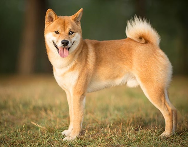 日本の犬種