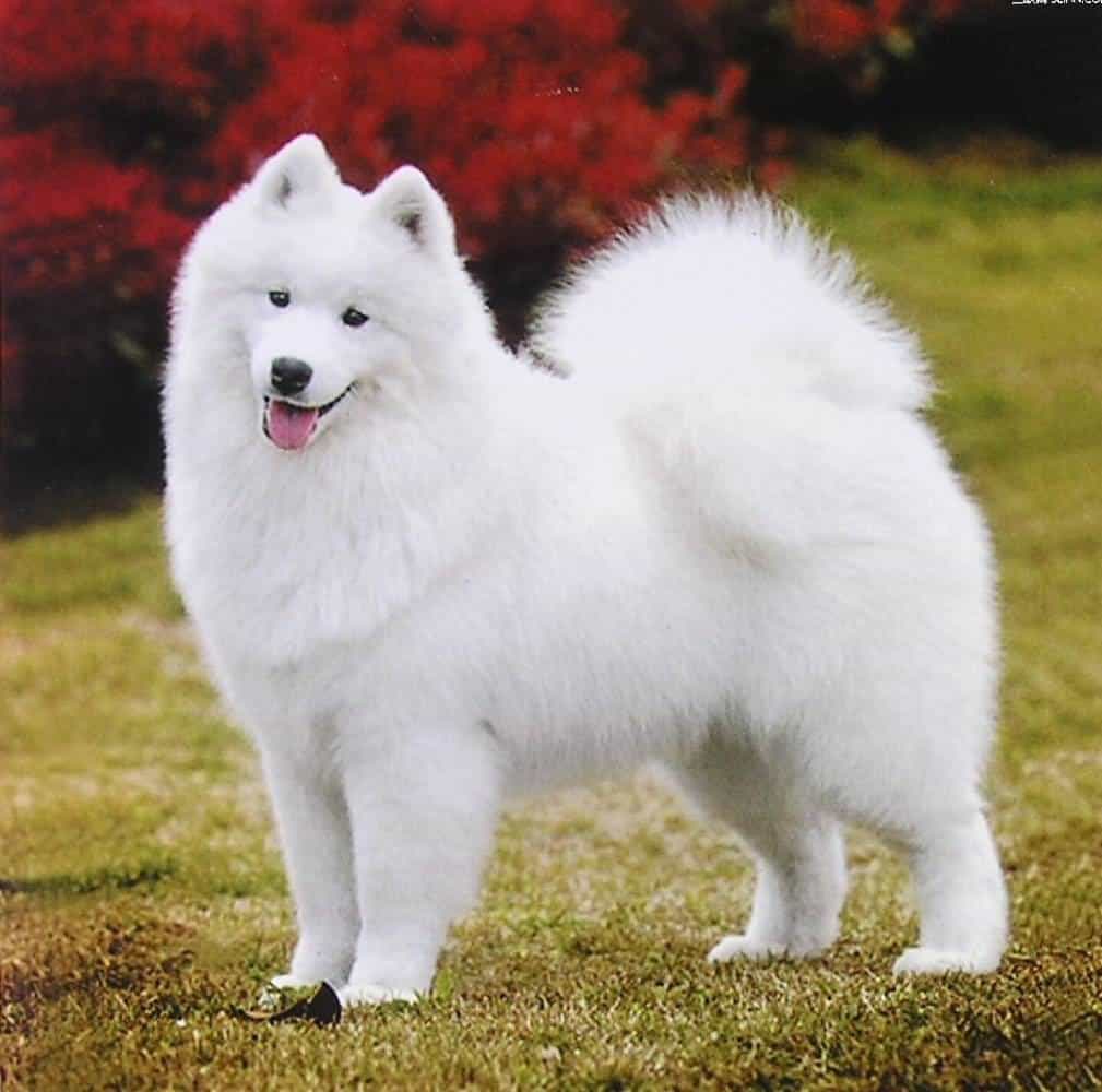 10 สายพันธุ์สุนัขญี่ปุ่นที่ได้รับความนิยมมากที่สุดในประเทศของเรา