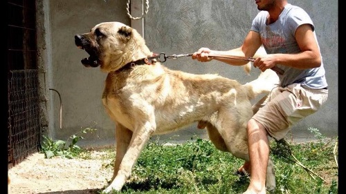 カンガール・犬の訓練