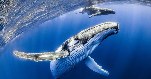 วาฬหลังค่อม ยักษ์