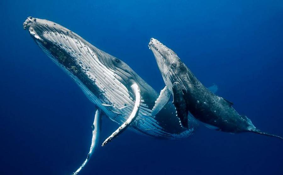 วาฬหลังค่อม พ่นน้ำ