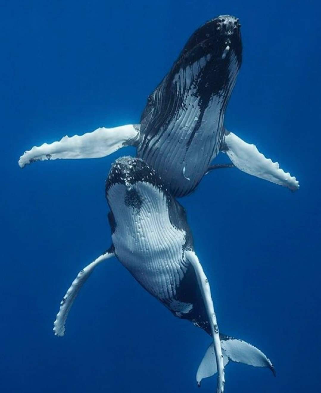 วาฬหลังค่อม และวาฬเพชฌฆาต