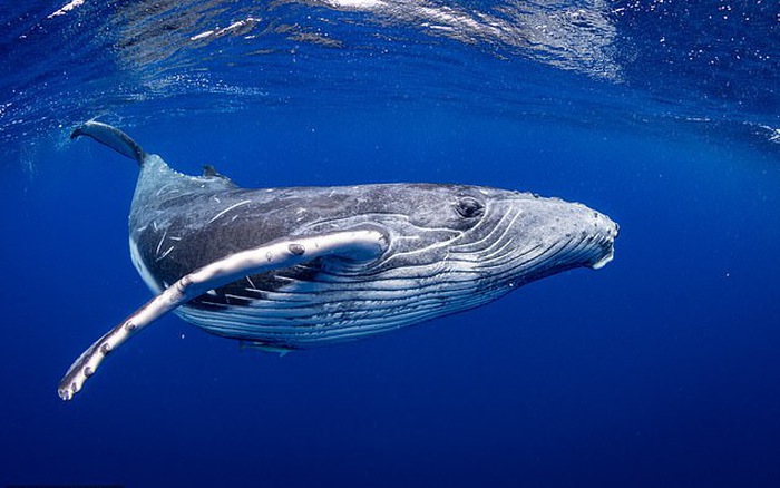 วาฬหลังค่อม น้ำหนักเท่าไหร่