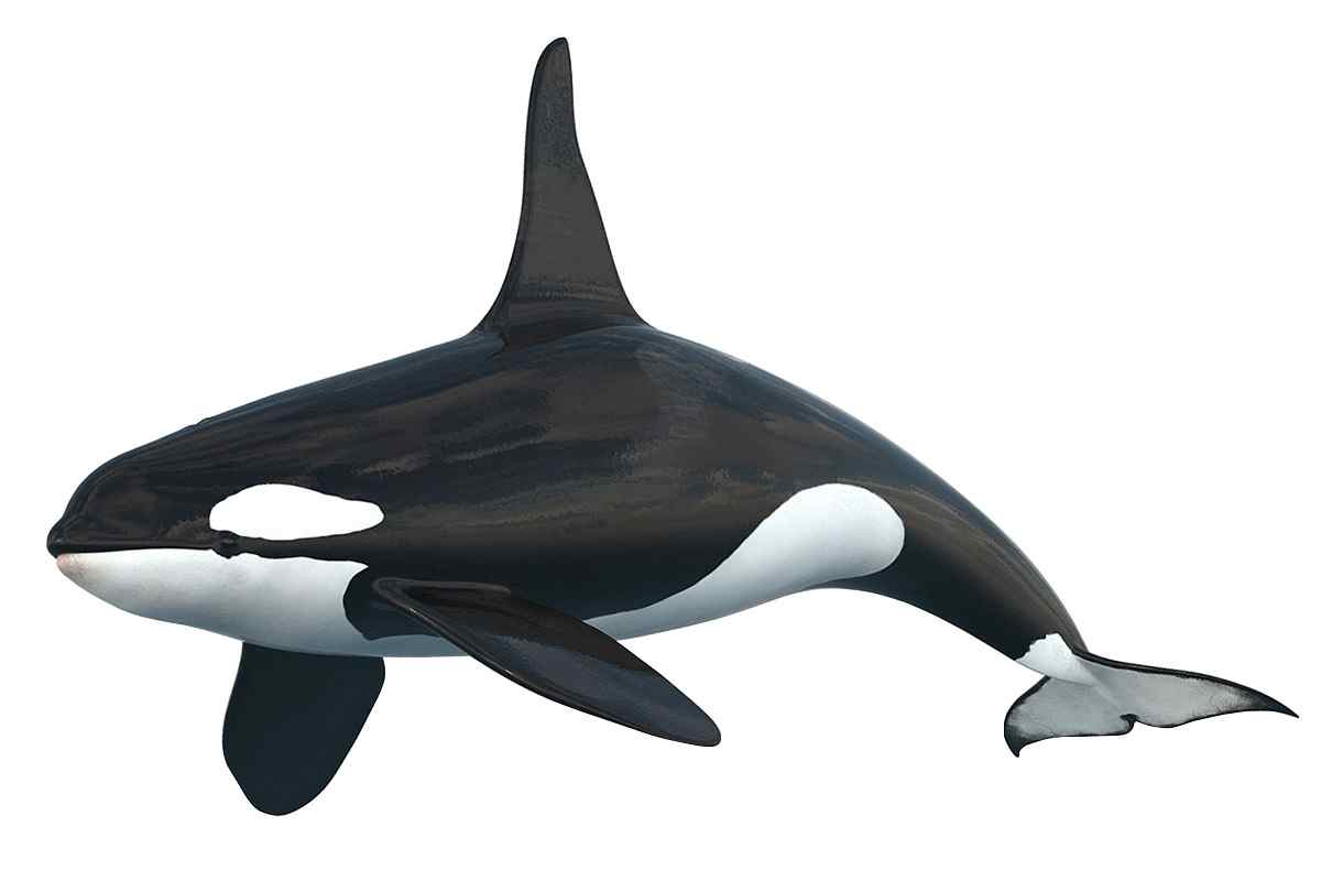 วาฬเพชฌฆาต พวกมันก้าวร้าวไหม? สัตว์ตัวนี้มีขนาดเท่าไร?