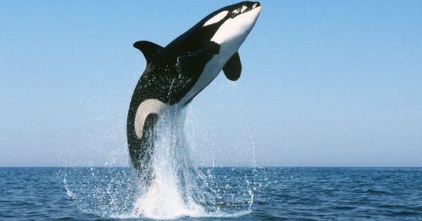 วาฬเพชฌฆาต ฟ้าที่ใหญ่ที่สุดในโลก