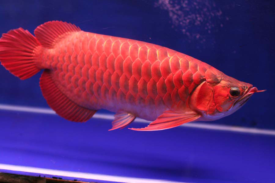 ปลาตะพัด สีแดง