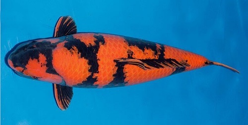 ปลาแฟนซีคาร์ป) ยักษ์ Utsuri