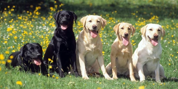 ラブラドール犬の品種はいくらかかりますか？