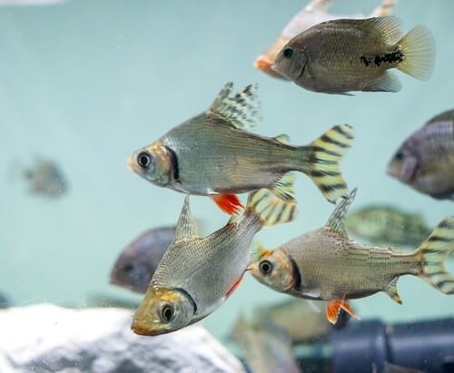 พิพิธภัณฑ์สัตว์น้ำ ปลาอินซีเน็ตหางแดง
