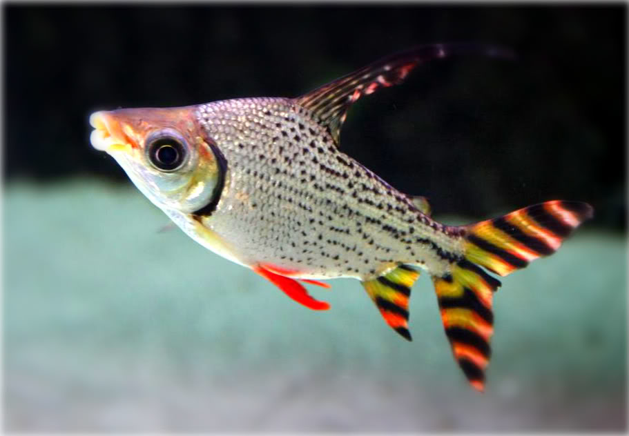 โรคที่พบบ่อยในปลา ปลาอินซีเน็ตหางแดง