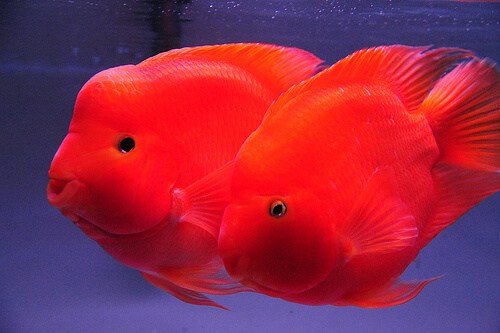 คิงคองปลากะพงแดง