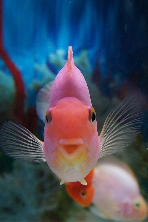 วิธีเลี้ยงปลากะพงแดงให้เป็นสี