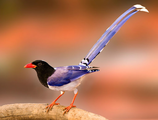 Suara burung taiwan blue magpie move.mp3
