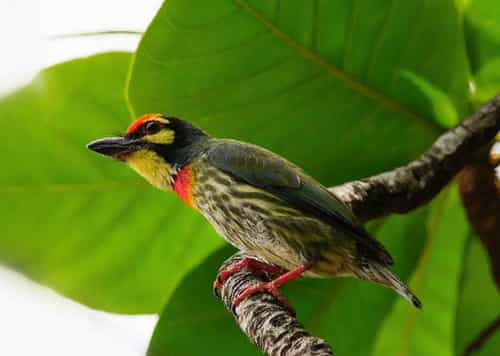 Coppersmith barbet sounds rubs.mp3