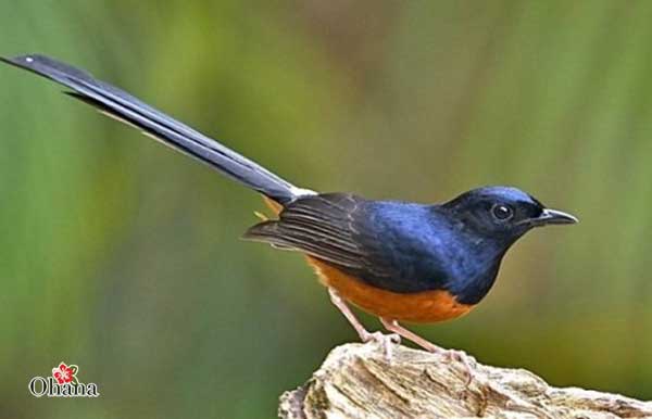 White rumped shama sounds dghg.mp3