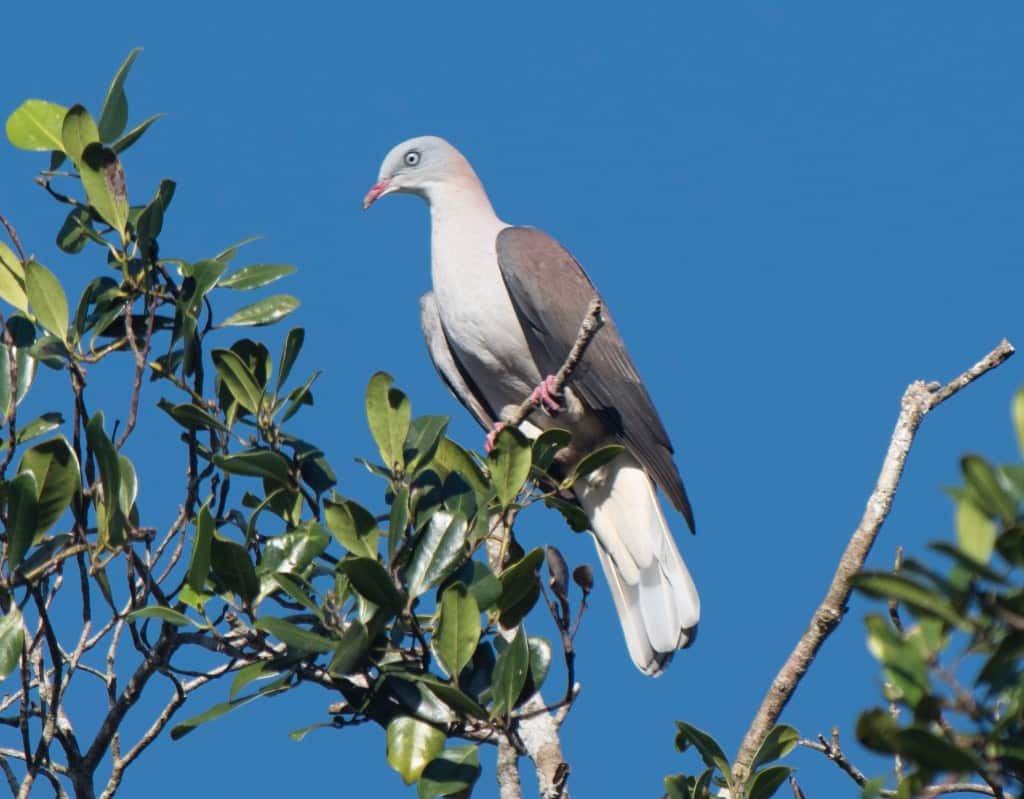 Mountain imperial pigeon sounds unce.mp3